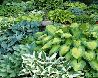Hosta 6 Pack Loves Shade. Super Easy to Grow. Super Cool. Ready for Spring Planting.