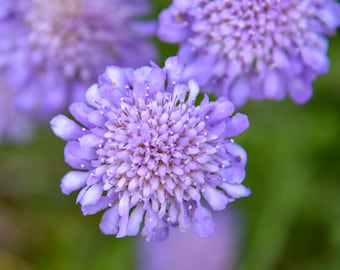 4 Live Scabiosa columbaria 'Butterfly Blue' Perennial Plants. Pollinator. Attracts Butterflies. Loves Sun. Easy to Grow