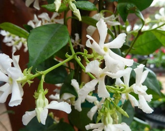 3 Asiatic Jasmine Live Starter Perennial Plants