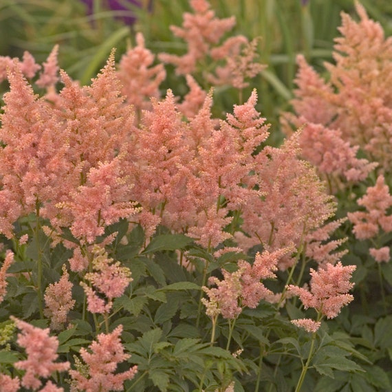 Astilbe 'Flor de durazno'. Le encanta la sombra. Fácil - Etsy España