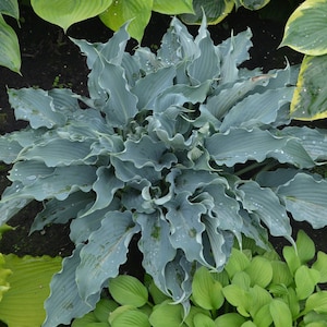 Blue Waterslide Hosta Stunning Color Loves Shade. Shipped trimmed for planting