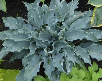 Blue Waterslide Hosta Stunning Color Loves Shade. Shipped trimmed for planting