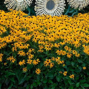 May include: A vibrant field of yellow Black-Eyed Susan flowers with dark centers and green foliage. The flowers are in full bloom, creating a dense, colorful display. Decorative metal art is visible in the background.