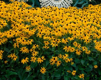 4 Live Goldstrum Rudbeckia Black eyed Susan Perennials. Stunning Colors. Attracts Butterflies. Ready to Plant.