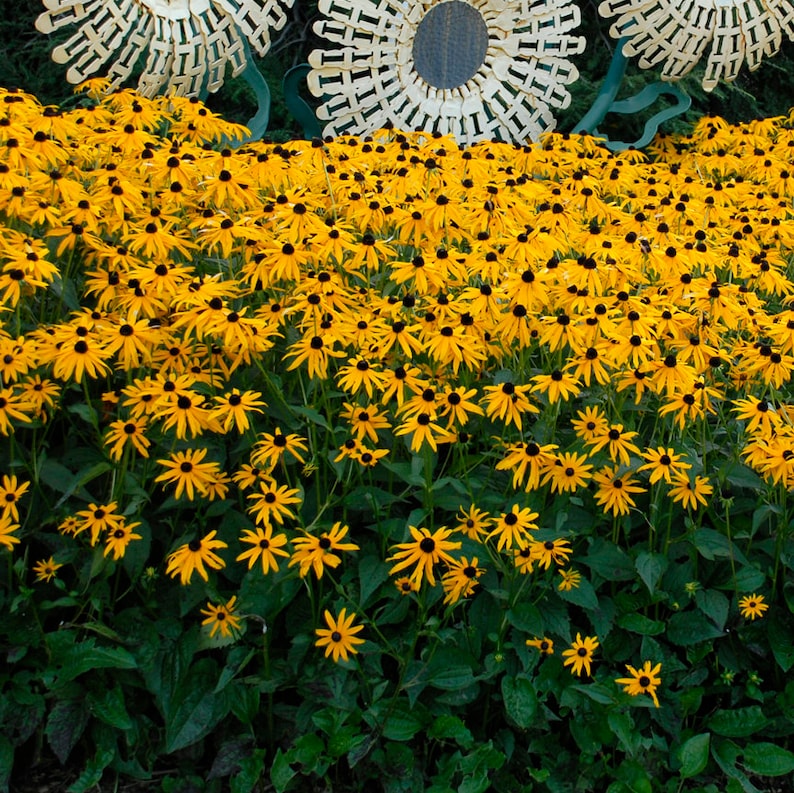 Op de afbeelding: Een close-up van een bed met gele zonnehoeden met donkerbruine centra. De bloemen staan ​​in volle bloei en worden omringd door groene bladeren.