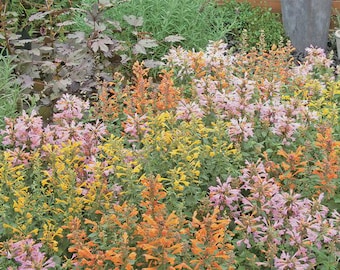 4 Agastache Mixed Colors Anise Hyssop Live Perennial Plants. Attracts Butterflies and Hummingbirds