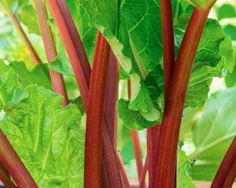 2 Victoria Rhubarb Crowns. Perfect time to plant for this season's harvest. I start shipping these February 1. Order now...they go fast