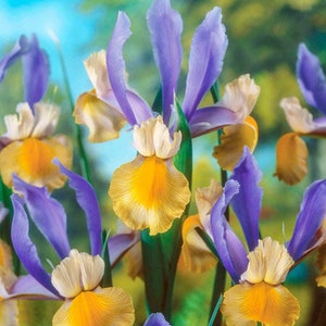 Iris Bulbs - Etsy