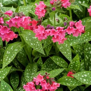 3 Live Pulmonaria Shrimps on the Barbie Perennial Plants. Loves Shade. Super Easy to Grow. Comes Back Every Year. Trimmed and Ready to Plant
