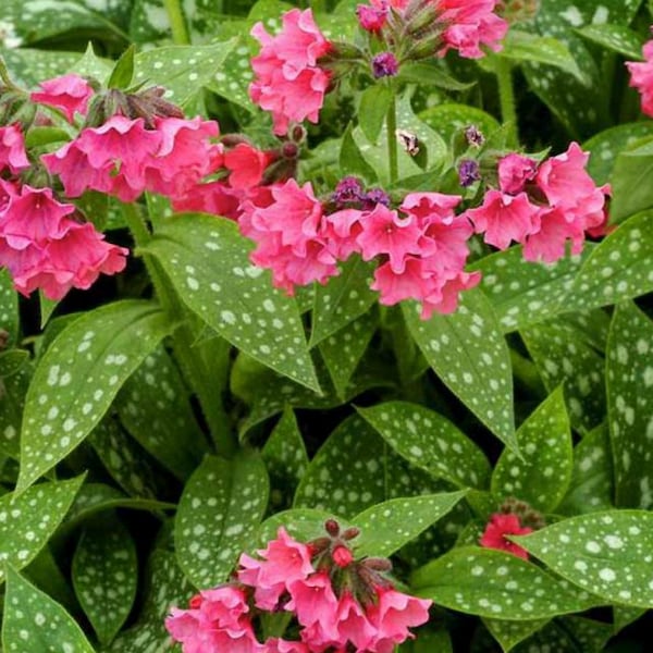 2 Crevettes Pulmonaria vivantes sur les plantes vivaces Barbie. Aime l'ombre. Super facile à cultiver. Revient chaque année. Parés et prêts à planter