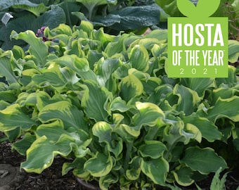 Live Whee Hosta. Stunning. Super Healthy.  Ready to Plant. Shipped trimmed