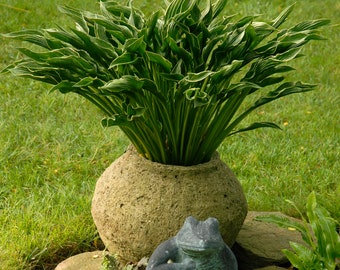 Praying Hands Hosta. Stunning Colors. Loves Shade. Easy to Grow. Shipped trimmed for planting