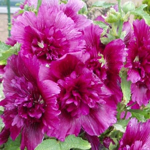 2 Alcea Queeny Purple Hollyhock Live Perennial Plant. Grows to 4 Feet