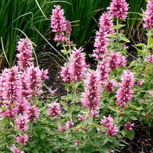 May include: A cluster of pink flowering plants with tall, spiky blooms. The flowers are a vibrant pink with darker pink tips, set against green foliage. The image showcases a natural, outdoor setting with various green plants.