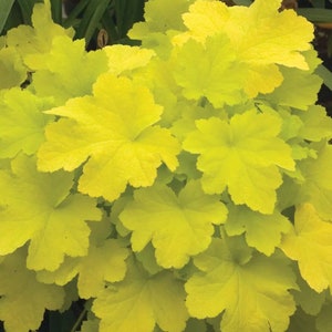 3 Lime Rickey Heucherella Starter Perennials. Great for front of your border. Stunning Colors.Super Healthy