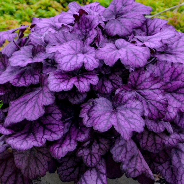 2 Heuchera Wild Thang 'Wild Rose' Purple Rose Leaves - Perennial - Easy to Grow