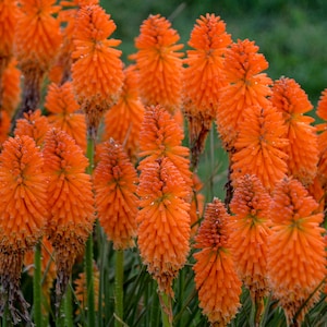 Live Orange Blaze Red Hot Poker Perennial Plant. Stunning Colors. Attracts Butterflies and Hummingbirds. Easy to Grow. Loves Sun