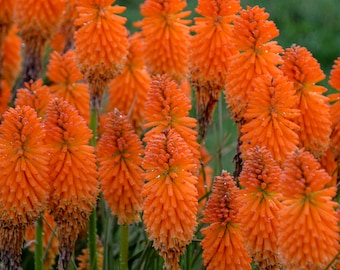 2 Live Poco Orange Blaze Red Hot Poker Perennial Plant. Stunning Colors. Attracts Butterflies and Hummingbirds. Easy to Grow. Loves Sun