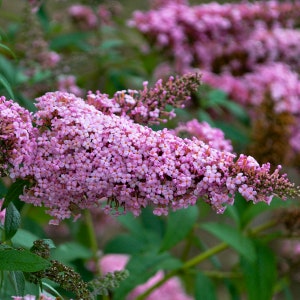 May include: Close-up of a flowering plant with long, cascading clusters of small, light pink flowers. The flowers are densely packed, creating a textured appearance. Green leaves provide a contrasting backdrop, highlighting the delicate blooms.