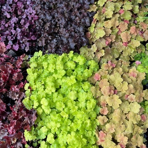 6 Mixed Heuchera Coral Bells Starter Perennials. Great for front of your border. Stunning Colors.