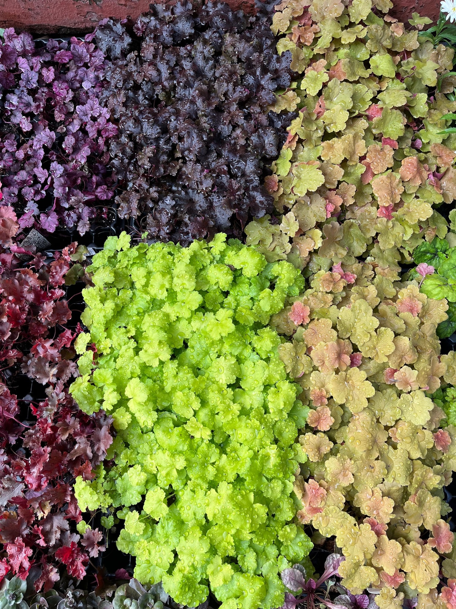 6 Mixed Heuchera Coral Bells Starter Perennials. Great for front of your border. Stunning Colors.