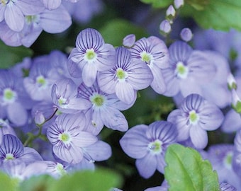 4 Live Veronica Waterperry Blue Starter Spike Speedwell Perennial Plants. Ships Fast Today. Attracts Butterflies.