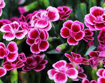 5 Live Dianthus Mixed Colors Perennial Plants. Loves Sun. Easy to Grow. Pollinator. Yes you'll receive 5 live starter plants