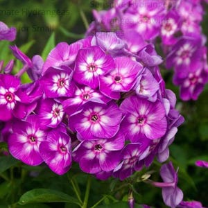 May include: Close-up of vibrant purple and white phlox flowers in full bloom. The flowers have a star-like pattern with a white center and a deep purple edge. Green leaves provide a lush backdrop. The image is well-lit, showcasing the details of the petals.