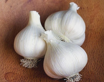 3 German White Garlic Heads. Contains many cloves. Ready to Plant for Harvest Next Season. Super Healthy As Shown. Rare