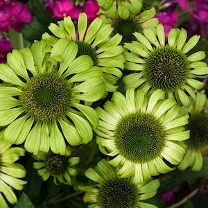 May include: Close-up of green coneflowers with a dark green center. The flowers have a daisy-like shape with multiple layers of petals.