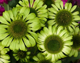 5 Echinacea purpurea 'Green Jewel' Live Coneflower Starter Perennial Plants. Attracts Butterflies and Hummingbirds