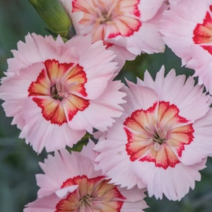 4 Live Peach Pie Dianthus Perennial Plants. Loves Sun. Easy to Grow. Pollinator. Yes you'll receive 4 live plants