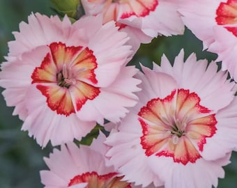 4 Live Peach Pie Dianthus Perennial Plants. Loves Sun. Easy to Grow. Pollinator. Yes you&#39;ll receive 4 live plants