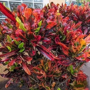 2 Potted Croton...Perfect for planters...strong color through fall. Spectacular Colors