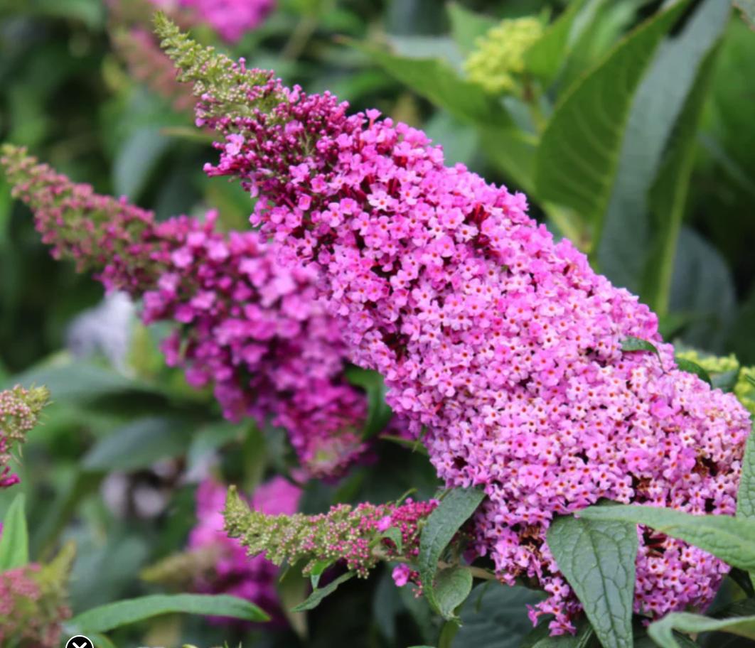 Butterfly Bush Collection. 3 Starter Perennial Plants. Pink, Raspberry ...