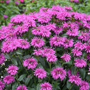 2 Live Monarda Beebalm &#39;Electric Neon Purple&#39; Starter Perennial Plants Attracts Butterflies and Hummingbirds