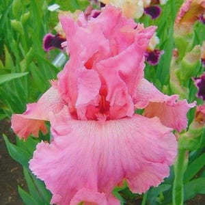 IRIS CHERUB&#39;S SMILE Pink Tall Bearded Germanica, hardy flowering perennial plant-1 rhizome/ bulb  Perfect Time to Plant. Re blooms.