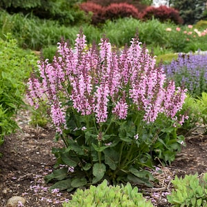 3 Live Salvia 'Ballerina Pink' Live Starter Perennial Plants Great Color. Easy to Grow. Loves Sun. Attracts Butterflies and hummingbirds
