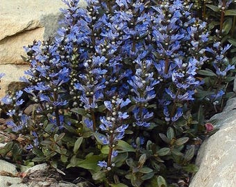 3 Ajuga Chocolate Chip starter Perennial Plants. Easy to Grow. Awesome ground cover.