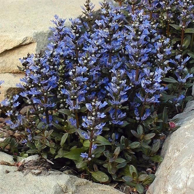 3 Ajuga Chocolate Chip Starter Perennial Plants. Easy to Grow. Awesome  Ground Cover. - Etsy