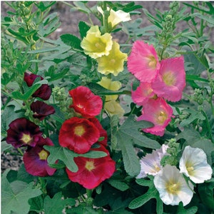 3 Alcea Mixed Hollyhock Live Perennial Plants