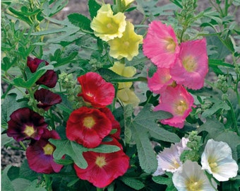 3 Alcea Mixed Hollyhock Live Perennial Plants