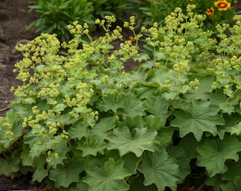 2 Alchemilla mollis Lady&#39;s Mantle Starter Perennial Plants Super Easy to Grow.