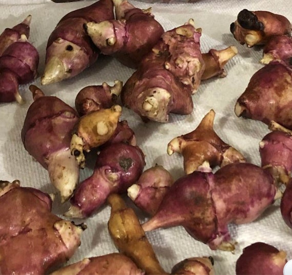 3 Jerusalem Artichoke Sunchoke Bulbs for Planting or Eating Etsy