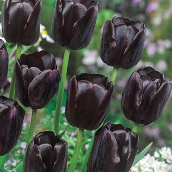 Tulip Bulbs Etsy