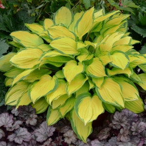 Hosta Live Island Breeze Hosta Perennial Flowering Plant. Stunning Colors.