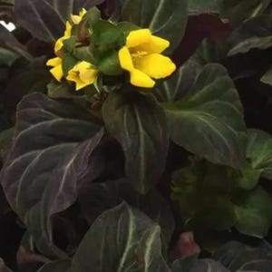 3 Lysimachia Night Light Moneywort stunning starter perennials. Rare Perennial. Super easy to grow.