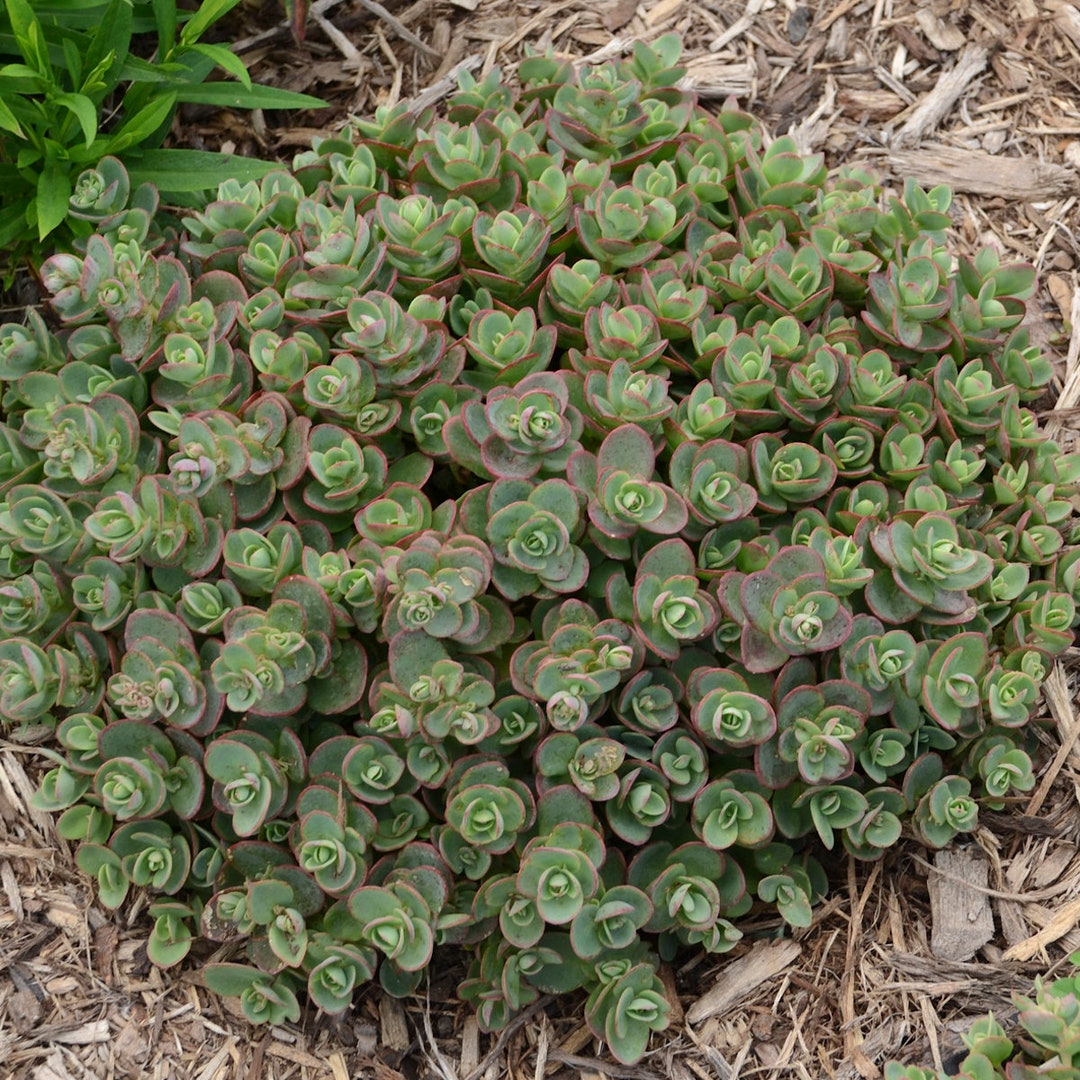 3 Mini Lime Zinger Perennial Succulent Ground Cover. Stunning
