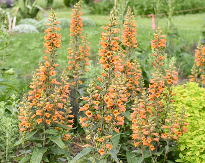 3 Live Orange Firecracker Starter Digitalis Foxglove Perennial - Etsy