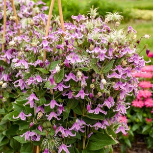 Pink Clematis Large Bareroot Bush. Ready to Plant. Super Healthy Perennial. You'll love this color.